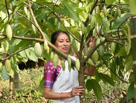 Economics of Cocoa Farming in India: Costs, Yields, and Opportunities