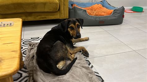 Rottweiler or Doberman cross with? | Dog Forum