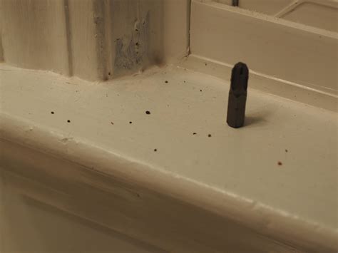 Cockroach Droppings 的图像结果