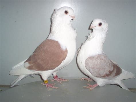 Old German Owl Pigeon Pictures ~ ENCYCLOPEDIA OF PIGEON BREEDS