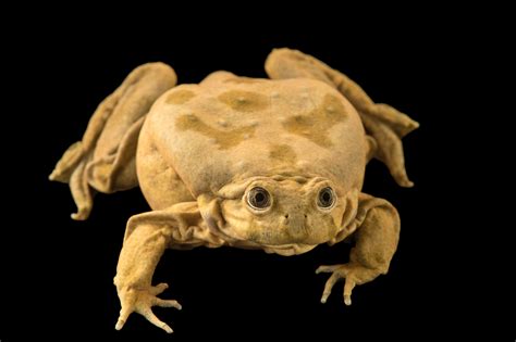 Endangered Adult Lake Titicaca Frog (Telmatobius culeus) - Joel Sartore