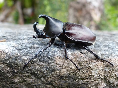 Japanese Rhino Beetle