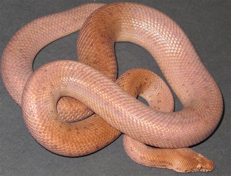 Image result for Pygmy Python