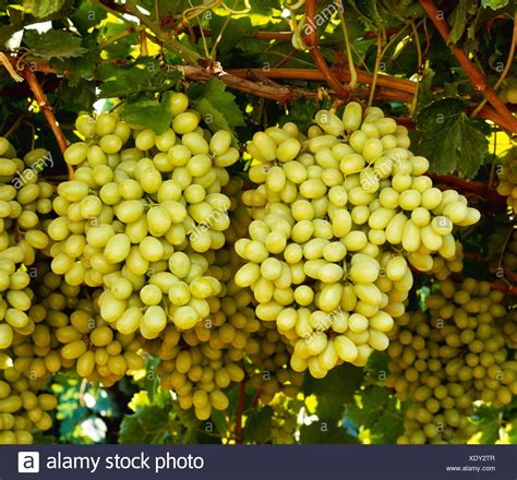 Thompson Seedless Grapes High Resolution Stock Photography and Images ...