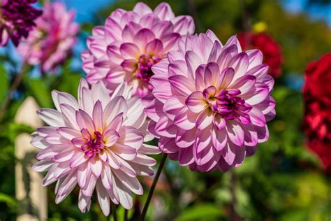Dahlia Tubers Can Multiply Quickly - Divide Them Every Few Years For ...