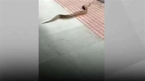 Watch Breaking News cobra Snake crawling on railway track rail ki patri ...