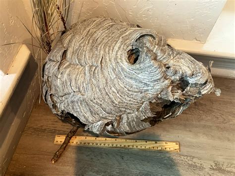Giant Wasp Nest In Car