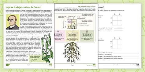 Hoja de actividades cuadros de Punnet - Twinkl Colombia