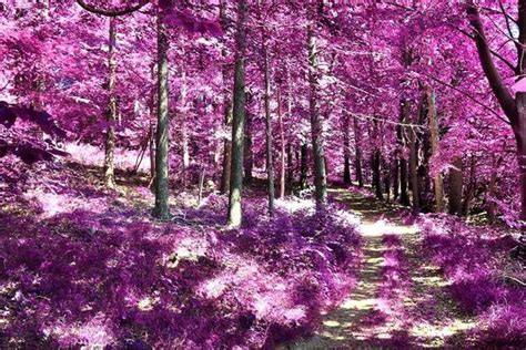 Black and Purple Nature 的图像结果
