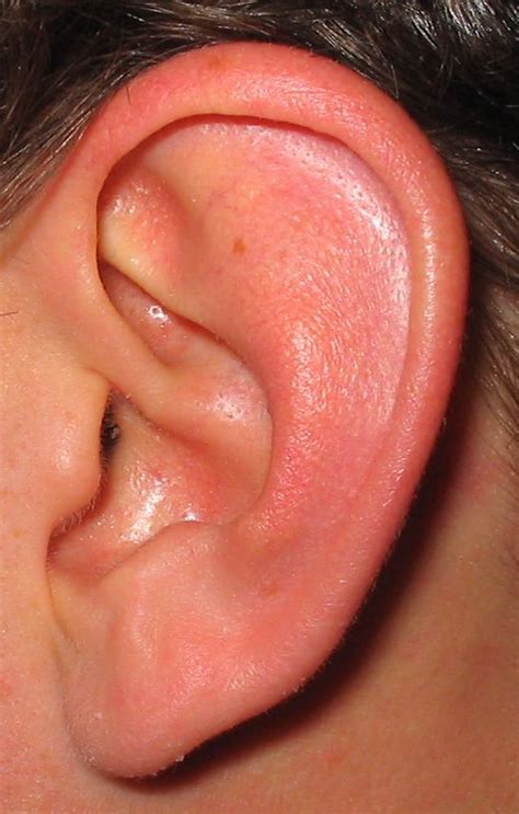 home remedies ear infection adults
