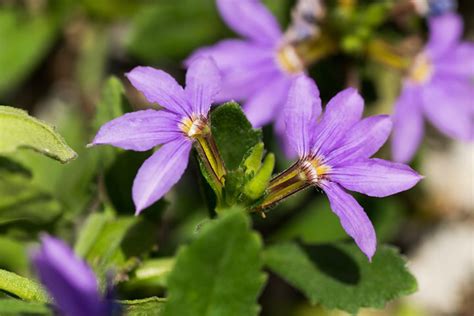 Native Beauties: Top Picks for Vibrant Potted Gardens