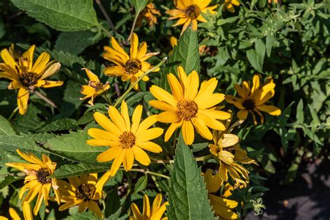 13 Recommmended Plants With Daisy-Like Flowers