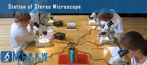Image result for Stereo Microscope Uses