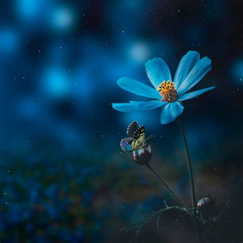 Blue flower Wallpaper 4K, Pollination, Butterfly, Bokeh