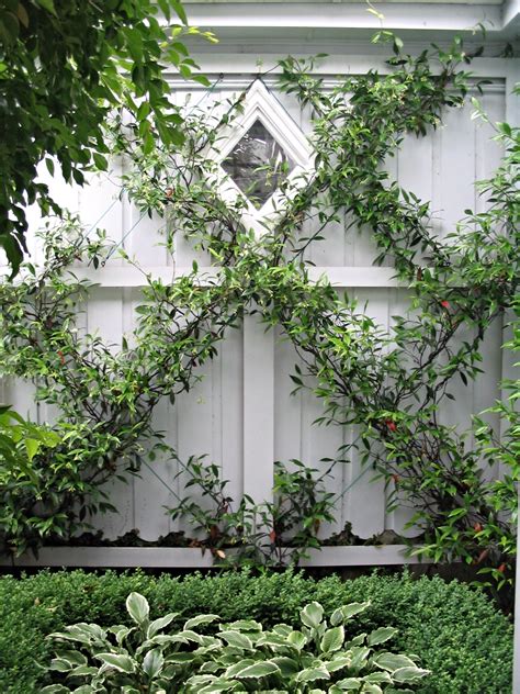 Chinese Star Jasmines ready to Espalier | HEDGE Garden Design & Nurse