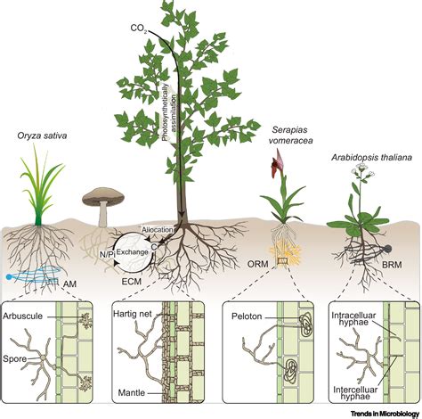 Cycle Thaliana Nitrogen Aarabidopsis