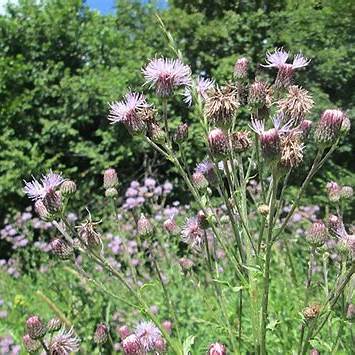 Close‑up of musk thistle flower head