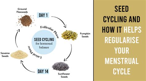 SEED CYCLING AND HOW IT HELPS REGULARISE YOUR MENSTRUAL CYCLE ...