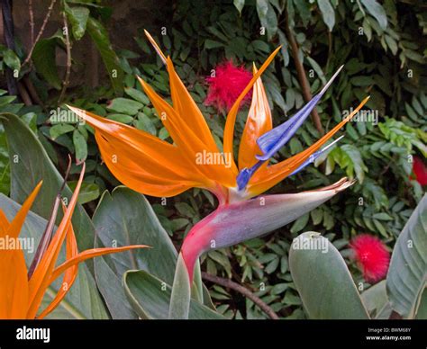Strelitzia circle hi-res stock photography and images - Alamy