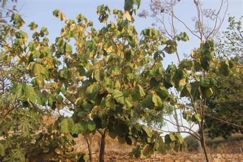 Muchkand Tree: Discovering the Timeless Beauty and Hidden Wonders of N ...