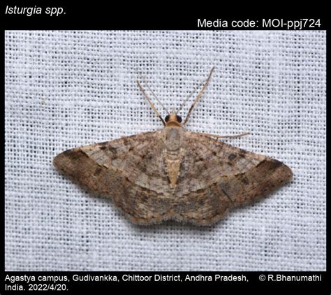 Isturgia spp. | Moths