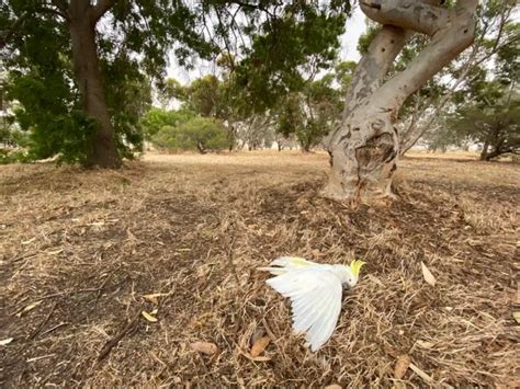 Birds Are Falling Dead In Australia Because Of Heat Exhaustion, Even As ...