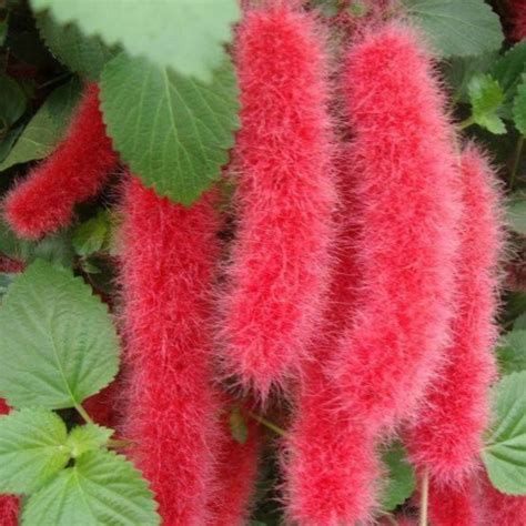 Acalypha hispida the chenille plant long red flowers With medicinal Va ...