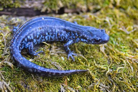 EDGE Can Conduct Blue-Spotted Salamander Surveys and Assessments in Ohio - EDGE Engineering LLC