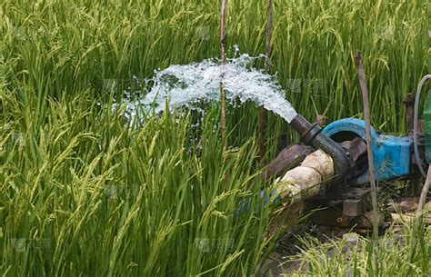 绿色稻田水泵灌溉