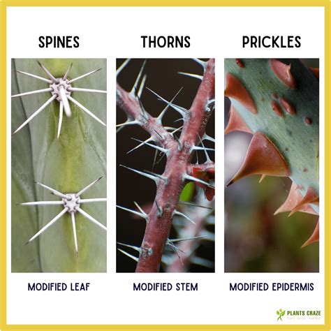 Stem Thorn