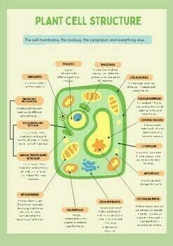 Image result for Plant Cell Lesson