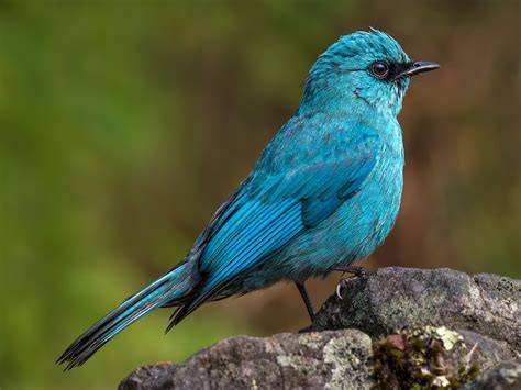 Verditer Flycatcher - eBird