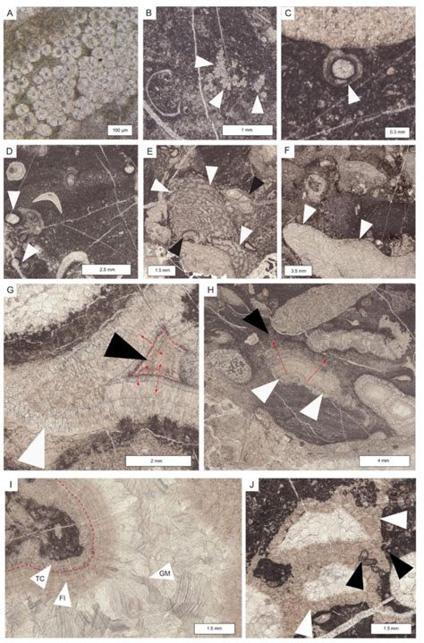 Upper Triassic Carbonate Records: Insights from the Most Complete ...