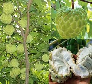 CPEYARE Live Custard Apple Tree (2-3 ft) | Grafted, Fruits in 2-3 Years ...