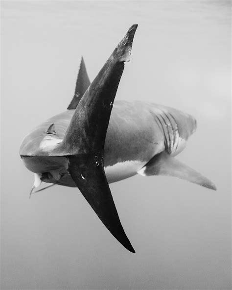 Black And White Shark