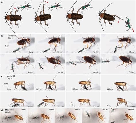 Image result for Large Cockroach Attack