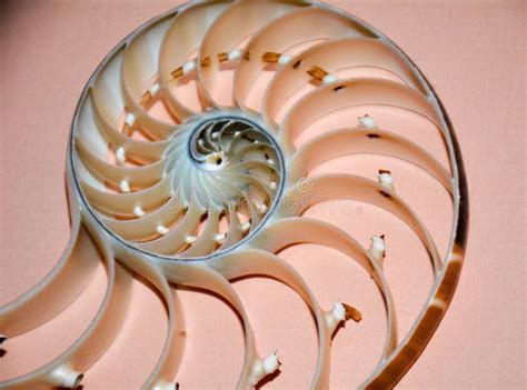 Image result for Shell Inside