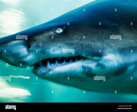Image result for Alien Shark Close Up