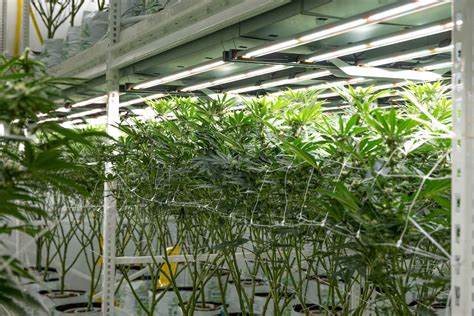 Image result for Fluence LED