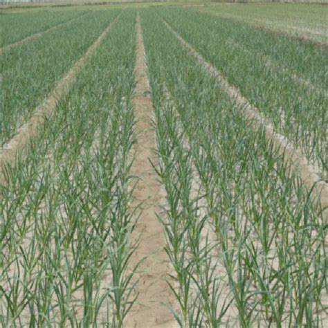 大蒜种植技术，种植前需去皮、分瓣 - 农敢网