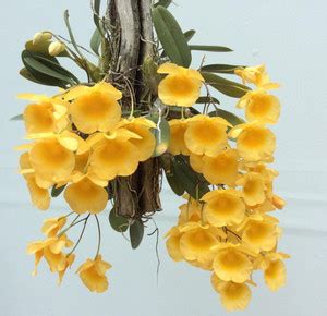 KOO Retails Lily Plant Price in India - Buy KOO Retails Lily Plant ...