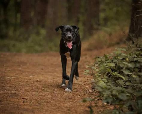 Is a Great Dane Right for You? The Gentle Giant Test