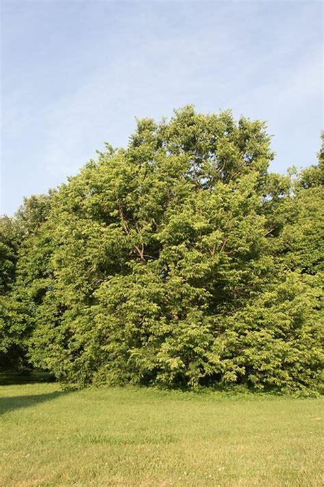 Celtis occidentalis - hackberry | State Botanical Garden of Kentucky