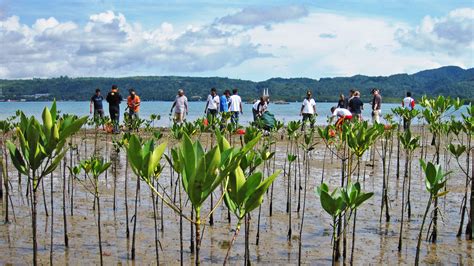 Indonesian Mangroves