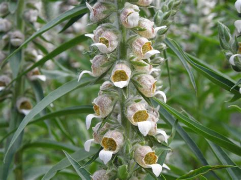 Digitalis lanata Ehrh. | Plants of the World Online | Kew Science
