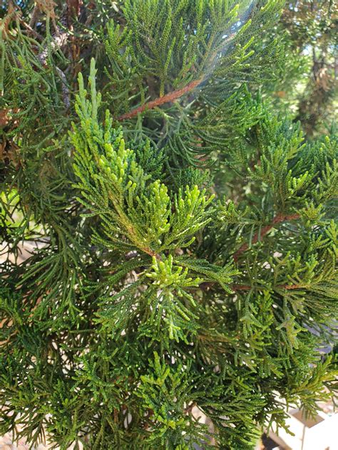 HOLLYWOOD JUNIPER (Juniperus chinensis 'Torulosa') - Treeland Nurseries