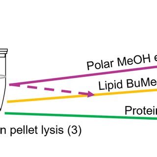 Image result for Multiple Extraction