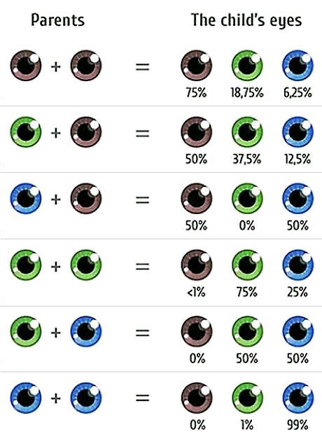 Punnett's Square: The Genetics of Eye Color