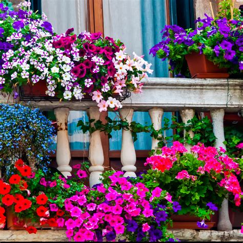 Le piante estive per il balcone o il giardino | Bennet Online