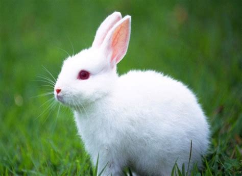 黑耳兔戴着快乐的白耳朵站在地上素材-高清图片-摄影照片-寻图免费打包下载